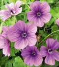 Hexham Velvet Geranium Seeds - 25+ Pack for Garden Planting - Pelargonium 'Tetragonum' - USA Shipping