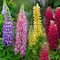Lupine Starter Plugs, 4 Baby Plants, Mini Extra Mix, Lupinus polyphyllus, Perennial, Hardy Zones 4a-8b, Sun Exposure