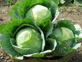 Danish Ballhead Cabbage Seeds - 150 Count Packet - Brassica oleracea