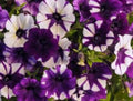 Petunia Plugs, 10 Baby Plants, Shock Wave Purple Tie Dye, Petunia × hybrida 'Shock Wave' - Annual Live Plants for Garden