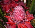 Organic Red Torch Ginger Seeds - 10 Count - Etlingera elatior - Tropical Flowering Plant