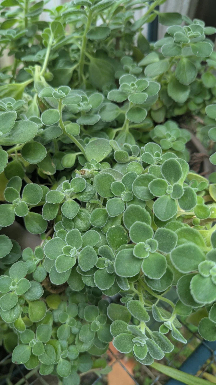 Plectranthus Tomentosa Vicks Live Plant - Aromatic Groundcover with Minty Fragrance, Ideal for Indoor Gardens
