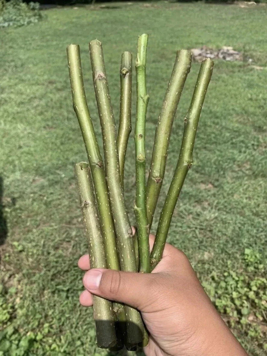 Pear Tree Cuttings 10in Organic Fresh 5+ Cuttings Pyrus communis