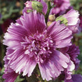 Hollyhock Seeds - Queeny Purple - 2004 AAS Winner - Malva sylvestris 1196