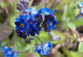 Forget Me Not Seeds 1000+ Pack, Newly Harvested, Beautiful Abundant Blooms, Myosotis spp.