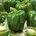 Emerald Giant Sweet Pepper Seeds - 25+ Pack for Garden Planting - Capsicum annuum - USA
