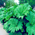 Gunnera Manicata Seeds - Giant Hardy Exotic Flower Plant - Rare "Dinosaur Food" Seeds for Garden
