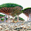 Dragon's Blood Tree Seeds - 10 Pack - Dracaena draco - Exotic Canary Island Bonsai Seeds