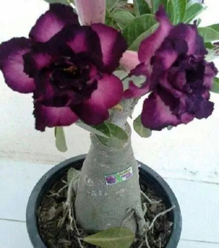 Purple Black Desert Rose Seeds - Adenium Flower Seeds - 4 Perennial Seeds - US Seller