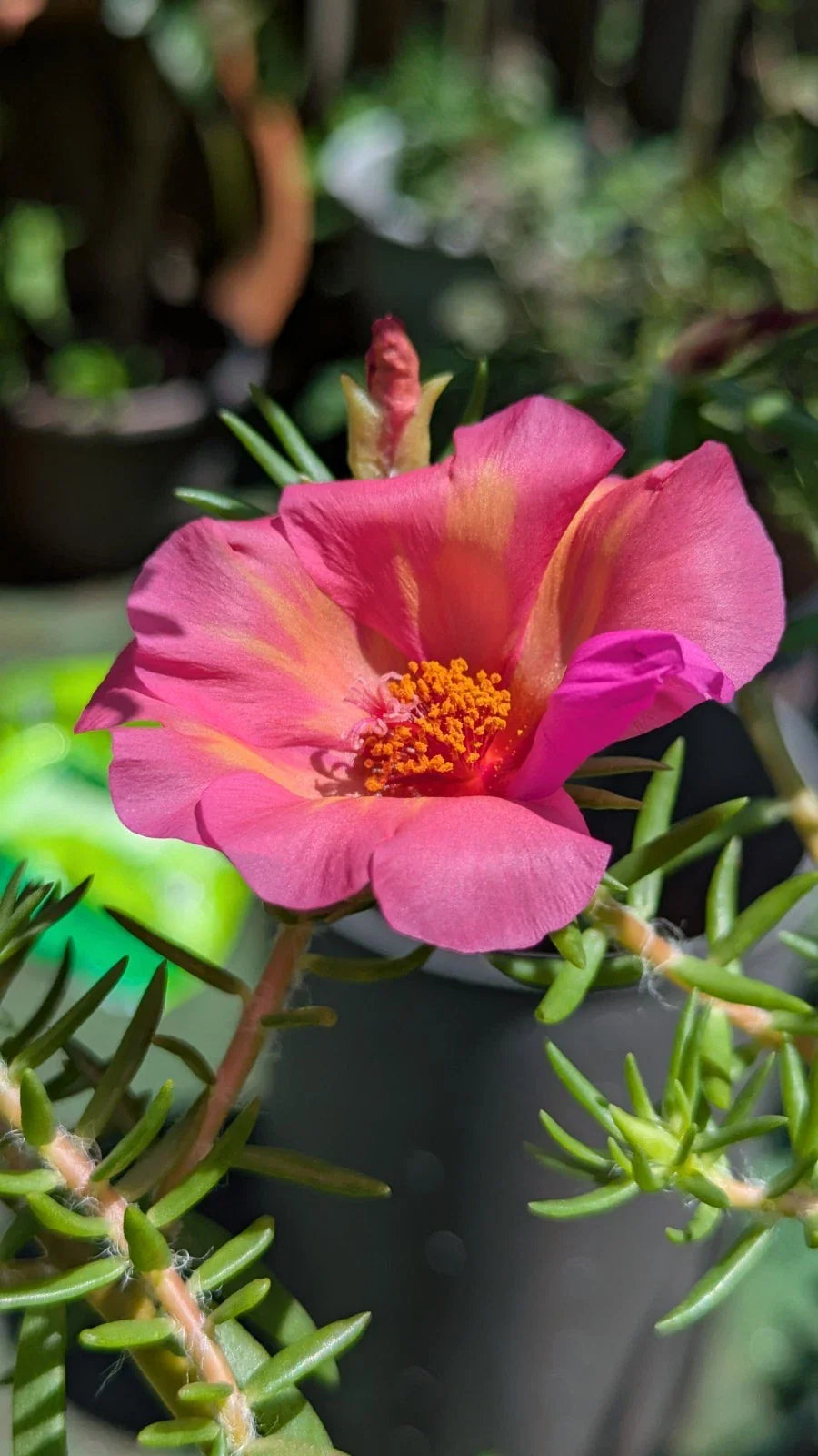 Jumbo Portulaca Cuttings - 5 Unrooted 'Samba' Magenta Orange Splash - Portulaca grandiflora