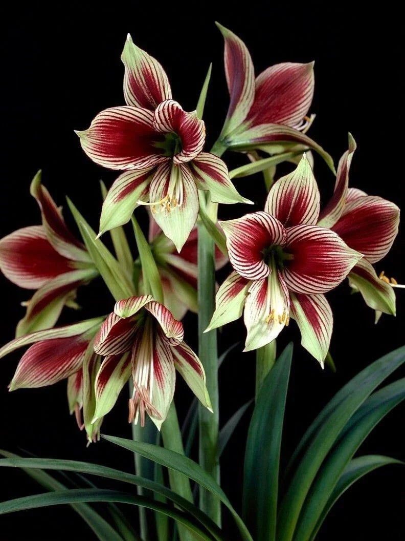 Amaryllis Bulb 10-15 cm Butterfly Amaryllis Papilio with Growth, Green & Burgundy Flowers, Live Houseplant for Indoor Gardening