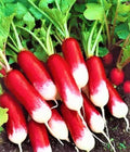 French Breakfast Radish Seeds - 200+ Non-GMO Seeds - Raphanus sativus - Heirloom Vegetable Seeds for Home Garden