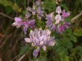 Crown Vetch Seeds - 100+ Seeds - Coronilla varia - Perennial Ground Cover for Erosion Control and Pollinator Gardens