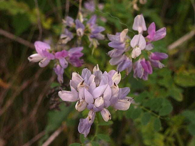 Crown Vetch Seeds - 100+ Seeds - Coronilla varia - Perennial Ground Cover for Erosion Control and Pollinator Gardens