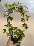Variegated English Ivy Plant in Pot - Unique Green and White Foliage - Hedera helix