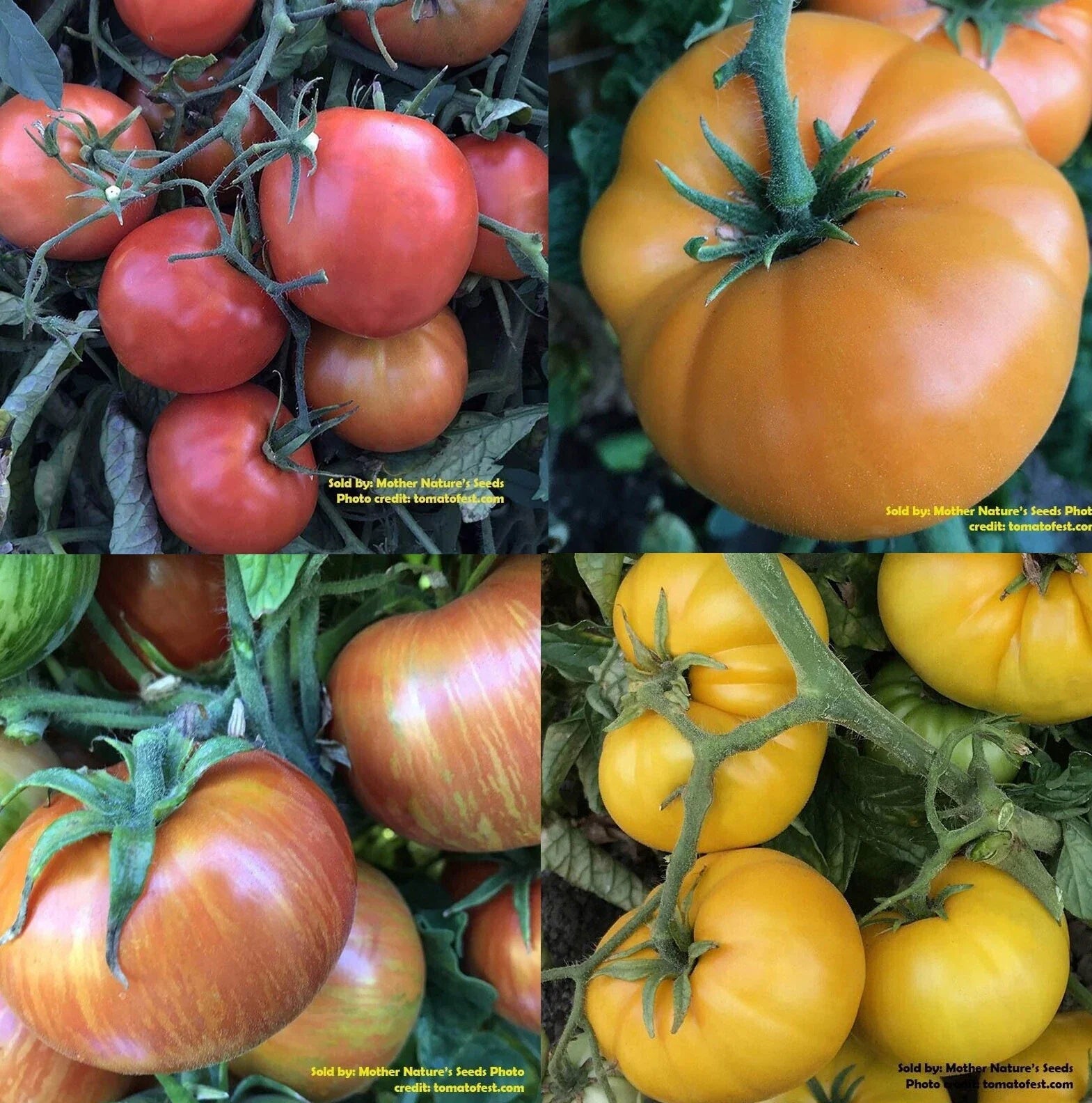 Dwarf Rainbow Mix Tomato Seeds - Assorted Organic Non-GMO for Container Gardening - 25+ Seeds
