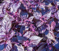 Dark Opal Basil Seeds - 2,000 Heirloom Non-GMO Seeds - Ocimum basilicum
