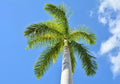 Royal Palm Tree Seeds - 10 Pack for Planting - Roystonea regina - Tropical Landscaping