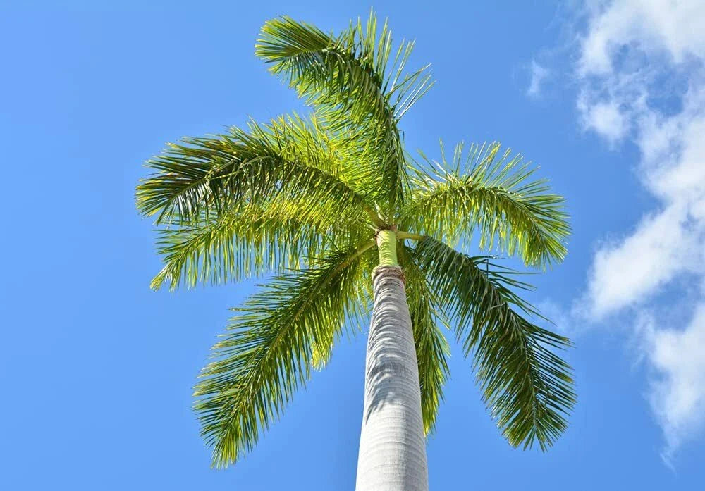 Royal Palm Tree Seeds - 10 Pack for Planting - Roystonea regina - Tropical Landscaping