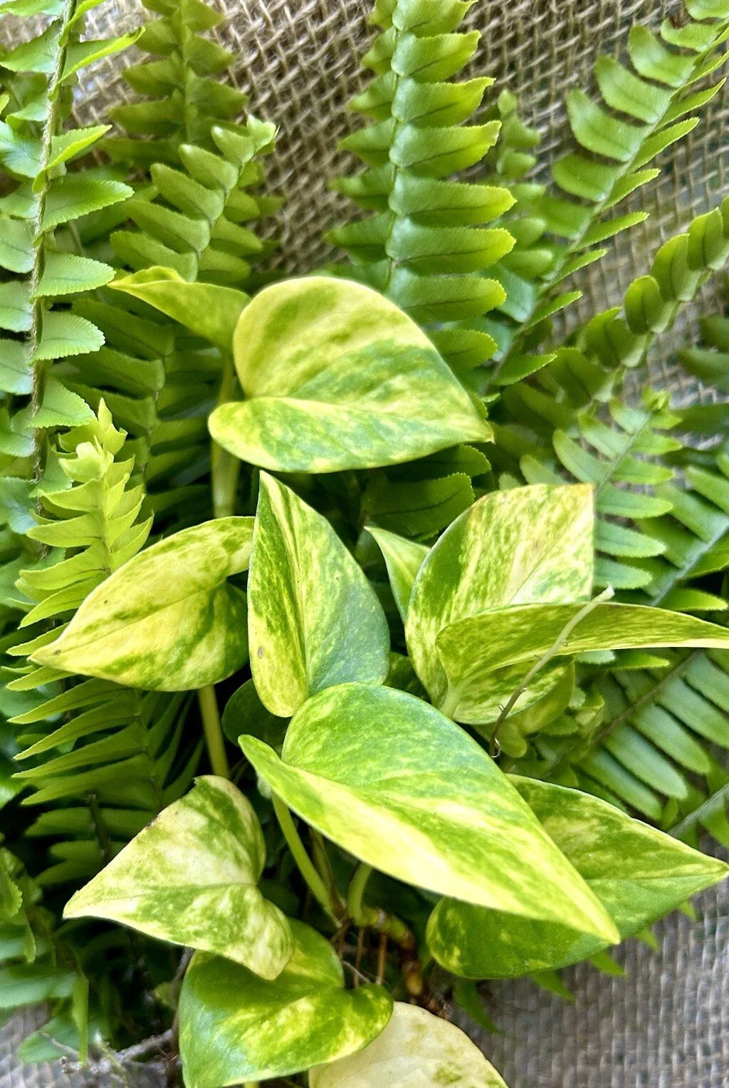 Rooted Plant Cuttings Set - 20 Pothos and Ferns - Indoor Houseplants - Easy Care Greenery