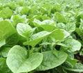 Malabar Spinach Seeds - 50 Pack - Thick Leaves - Basella Alba - 2024 - USA