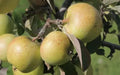 Sweet Coppin Apple Seeds - 25+ Heirloom Seeds for Garden Planting - Malus domestica - USA - Free Shipping