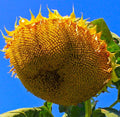 Mongolian Giant Sunflower Seeds - 10 Non-GMO Seeds - Helianthus annuus - Buy 4 Get Free Shipping