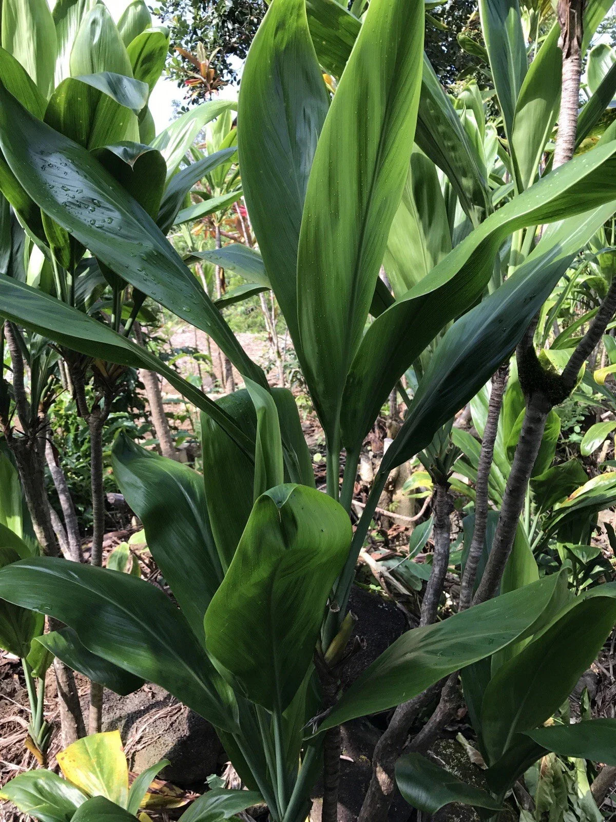 Hawaiian Green Ti Leaf Fresh Cuttings 6-Inch Starter Logs (25 Pack) - Cordyline fruticosa