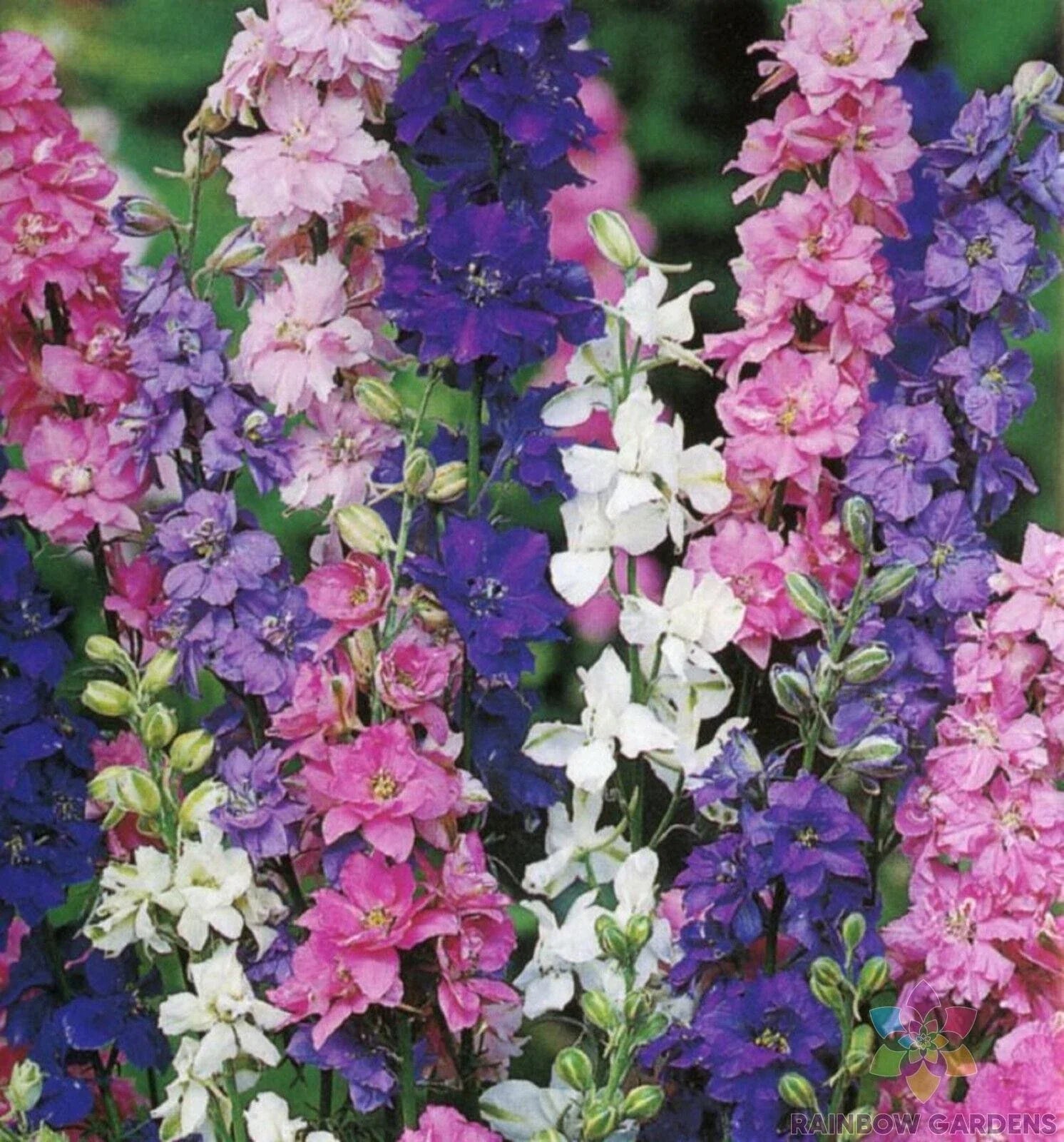 Rocket Tall Mix Delphinium Seeds - 200+ Seeds for Garden Planting - Delphinium spp. - USA Grown