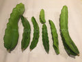 Dragon Fruit Cuttings - 8" to 10" - Multiple Varieties - Hylocereus spp.