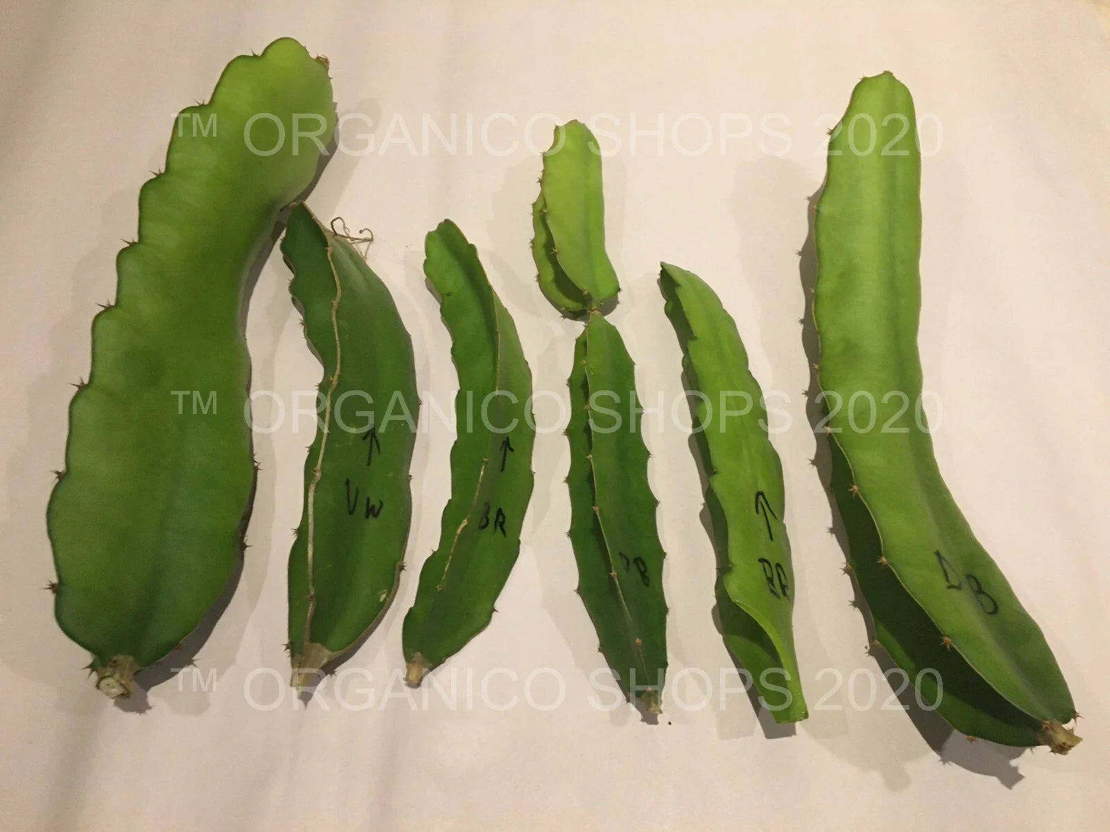 Dragon Fruit Cuttings - 8" to 10" - Multiple Varieties - Hylocereus spp.