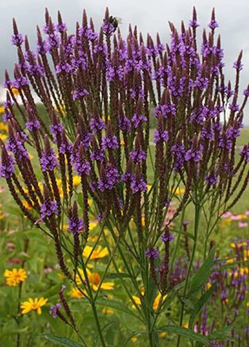 Purple Verbena Seeds - 500 Organic Seeds - USA Grown - Verbena bonariensis - Free Shipping