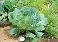 Georgia Collard Greens Seeds - Heirloom Vegetable for Spring & Fall Garden - Container Friendly, 601+ Seeds