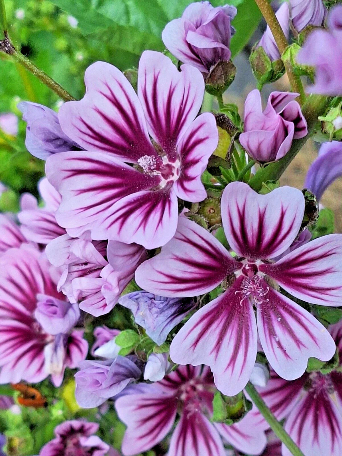 Zebra Mallow Seeds 100 Pack, White with Purple Stripes, Malva sylvestris, Flowering Plants, Garden Seeds