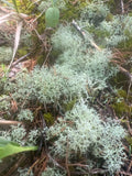 Dried Reindeer Moss Lichen - 100g - Green - Ideal for Terrariums, Fairy Gardens, Crafts & Decor (Cladonia rangiferina)