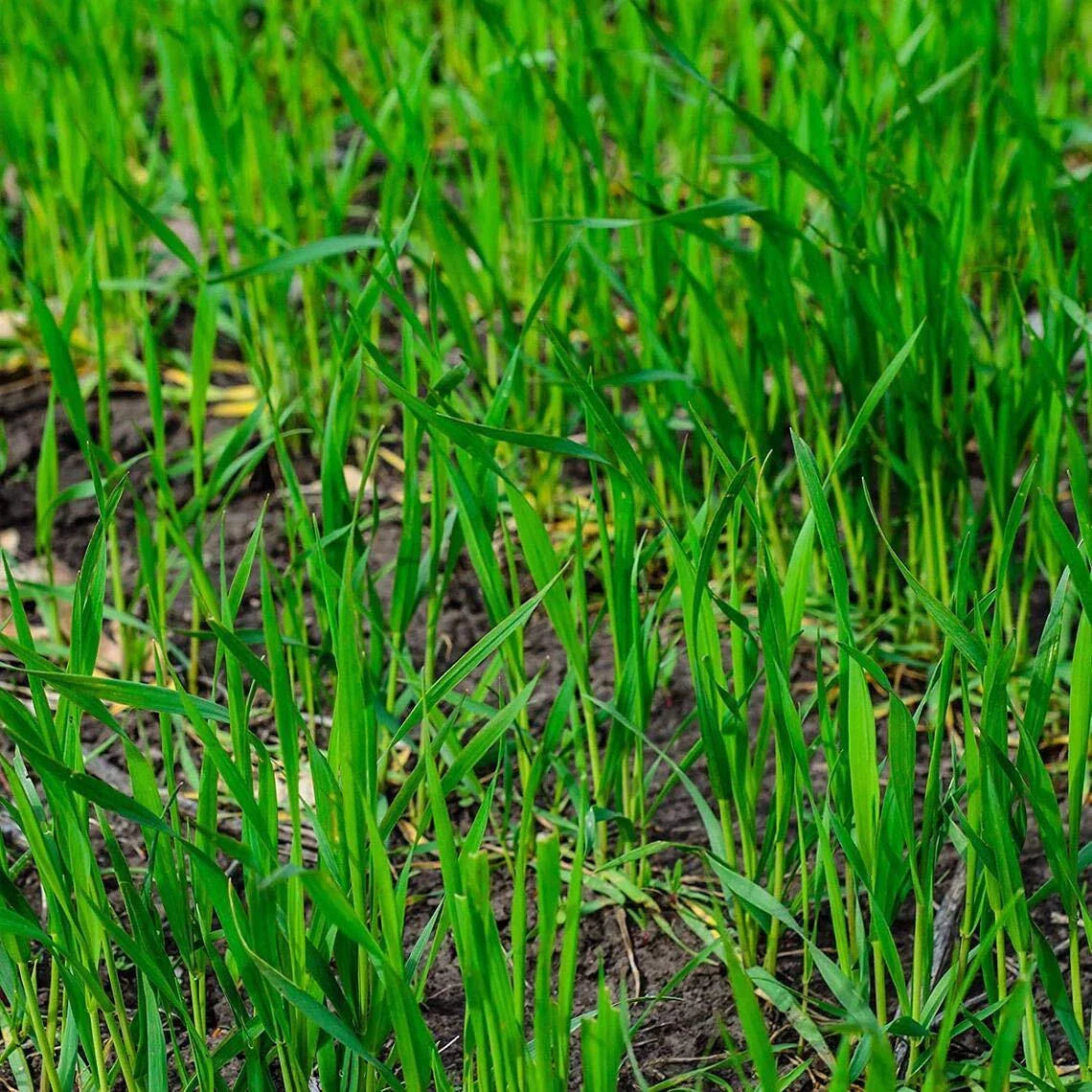 Rye Grass Seed - Fast Growing Cover Crop - Hardy Food Plot for Grazing - Secale cereale