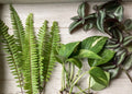 Rooted Plant Cuttings - 15 Variety Pack - Pothos, Ferns, Wandering Jew - Epipremnum aureum, Nephrolepis exaltata, Tradescantia zebrina