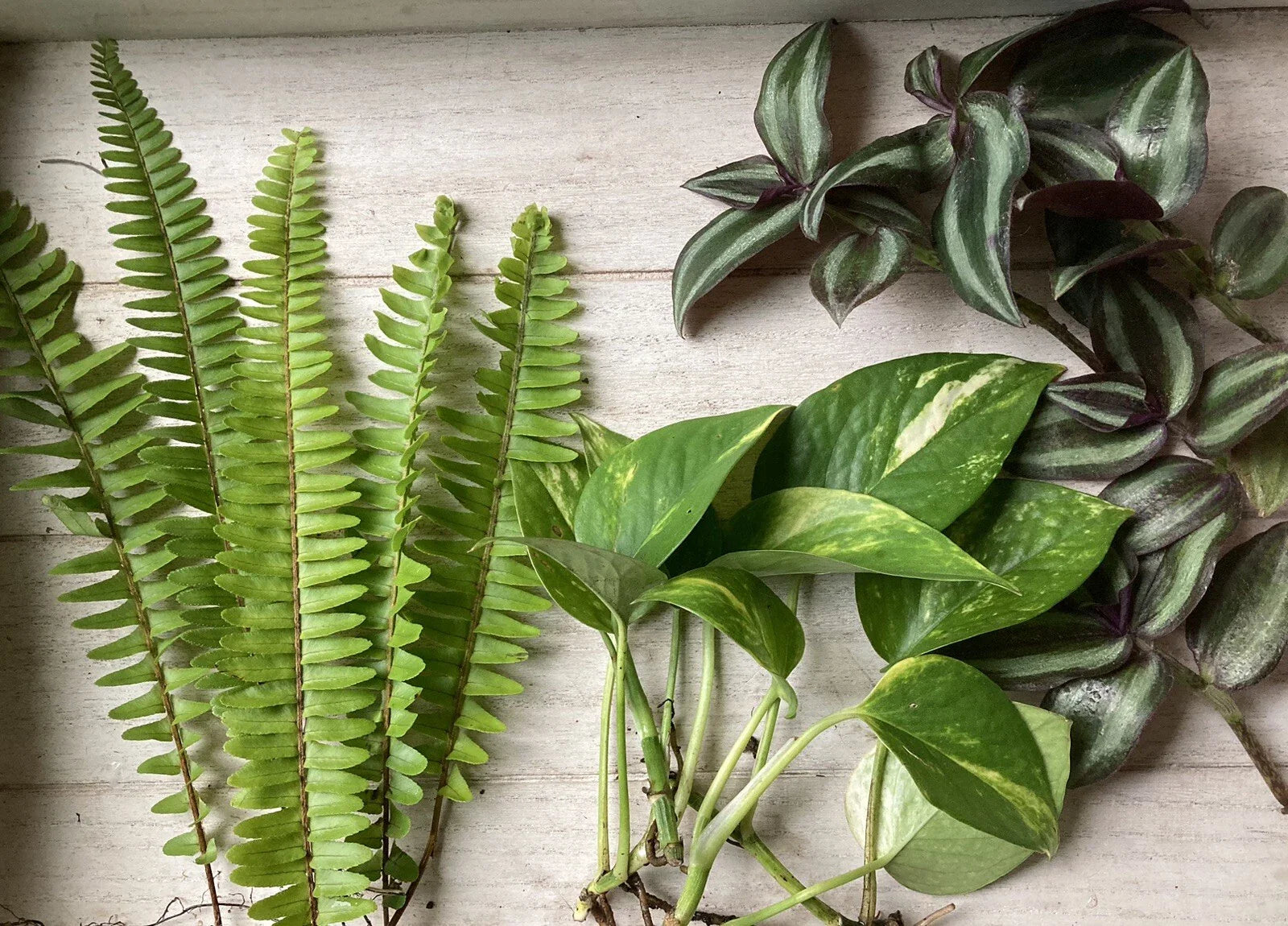 Rooted Plant Cuttings - 15 Variety Pack - Pothos, Ferns, Wandering Jew - Epipremnum aureum, Nephrolepis exaltata, Tradescantia zebrina