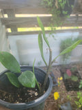 ZZ Plant Live Houseplant 6" Easy to Grow Zamioculcas zamiifolia Rare Indoor Greenery