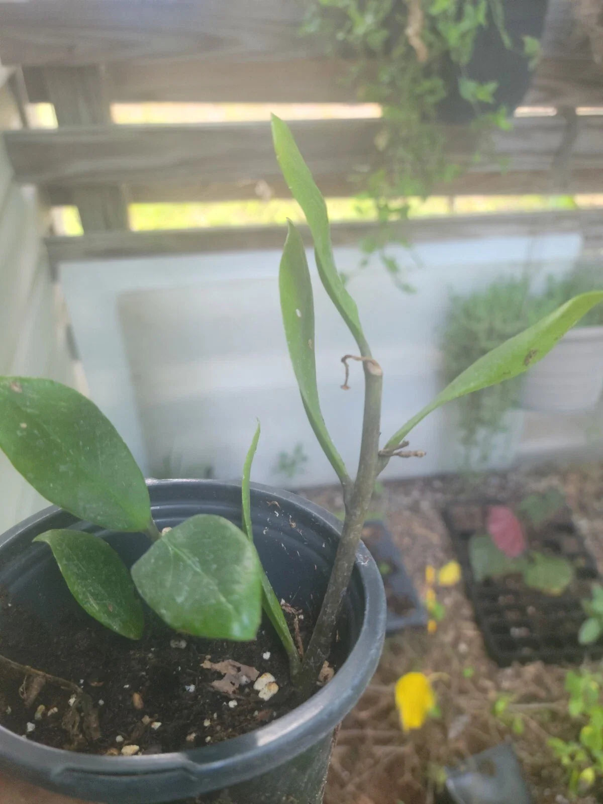 ZZ Plant Live Houseplant 6" Easy to Grow Zamioculcas zamiifolia Rare Indoor Greenery