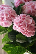 Light Pink Hydrangea Seeds - 5 Perennial Hardy Flower Seeds for Garden - Hydrangea macrophylla