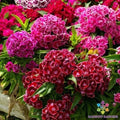 Pinocchio Mix Carnation Seeds - 200+ Count - Colorful Garden Flowers - Dianthus caryophyllus