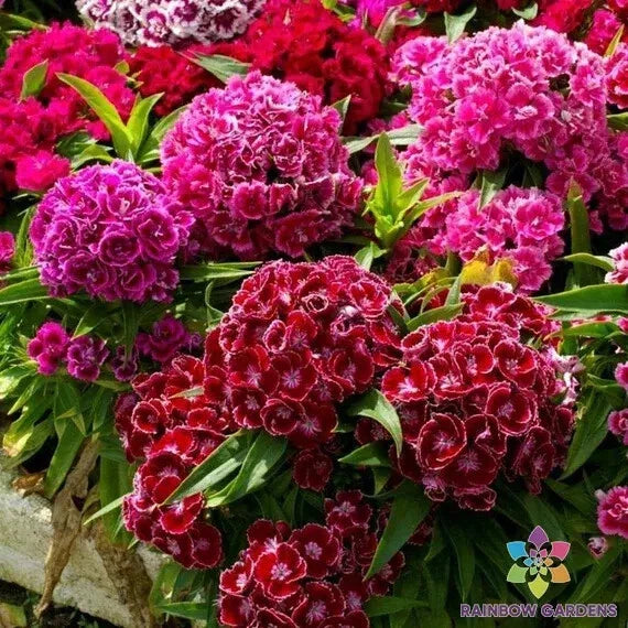 Pinocchio Mix Carnation Seeds - 200+ Count - Colorful Garden Flowers - Dianthus caryophyllus