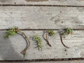 Cuttings Pine Tree Succulent - 4 x Cactus Cuttings - Perfect for Propagation and Indoor Gardening - Ideal for Home Decor