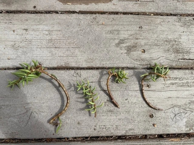 Cuttings Pine Tree Succulent - 4 x Cactus Cuttings - Perfect for Propagation and Indoor Gardening - Ideal for Home Decor