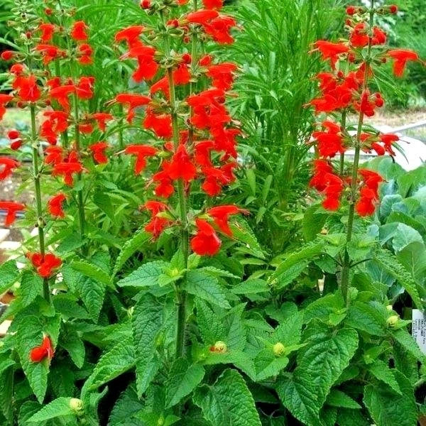 Scarlet Sage Flower Seeds - 301+ Count - Drought Tolerant Wildflower for Garden & Containers - Salvia coccinea