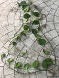 Pothos Cutting 12" Long with Roots & Leaves, Tropical Climbing Plant, Epipremnum Aureum
