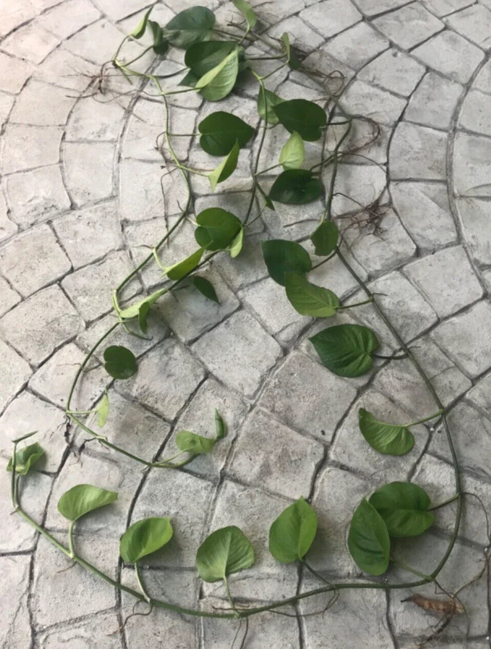 Pothos Cutting 12" Long with Roots & Leaves, Tropical Climbing Plant, Epipremnum Aureum