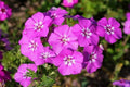 Drummondii Phlox Seeds - 100+ Pack for Garden Planting - Phlox drummondii - USA Grown, Non-GMO