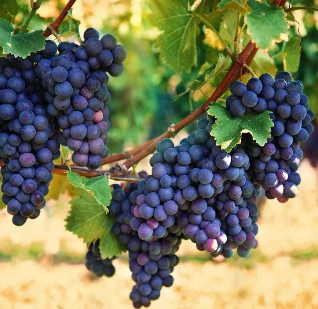 Organic Concord Grape Starter Plants 6-15 inches, Hardy Perennial, Vitis labrusca, Home Garden, Edible Gardening